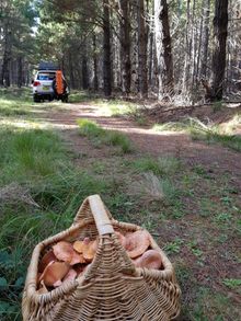 Oberon's Field to Forest Festival mushroom foraging tours