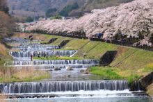 Miyagino Sakura (Hakone)