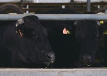 Furano Wagyu Cattle from Hokkaido, Japan