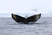Humpback whale