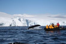Whale watching Antarctica