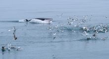 Svalbard