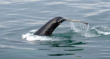 World Whale Day