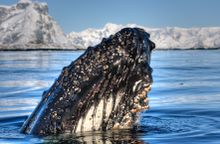 Humpback whale