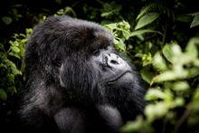 Gorilla Trekking in Uganda and Rwanda