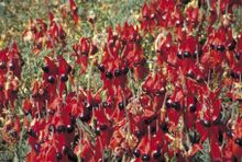 Sturt Desert Peas