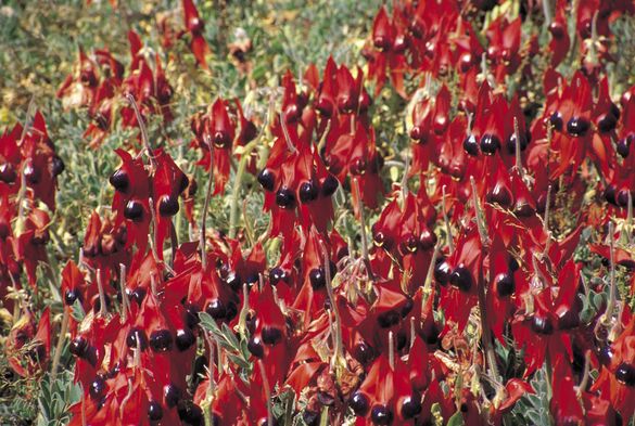 Sturt Desert Peas