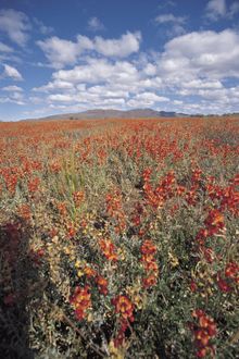 wildflowers in SA Outback