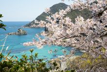 Takeno Beach with Sakura