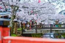 Kinosaki Onsen with Sakura