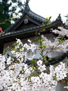 Izushi Castle Ruins with Sakura 
