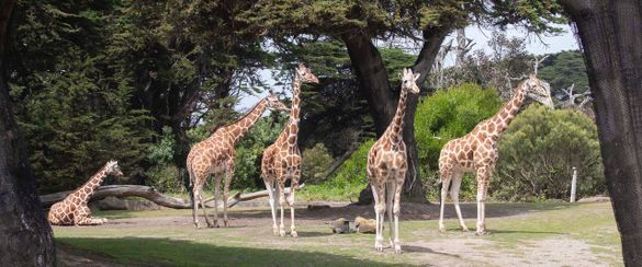 The San Francisco Zoo and Gardens is the newest San Francisco CityPASS attraction.