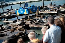 Sea Lion Center at PIER 39