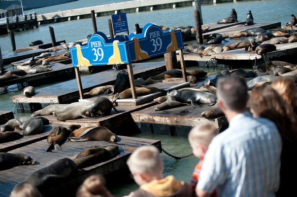 Sea Lion Center at PIER 39