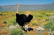 South African Ostrich