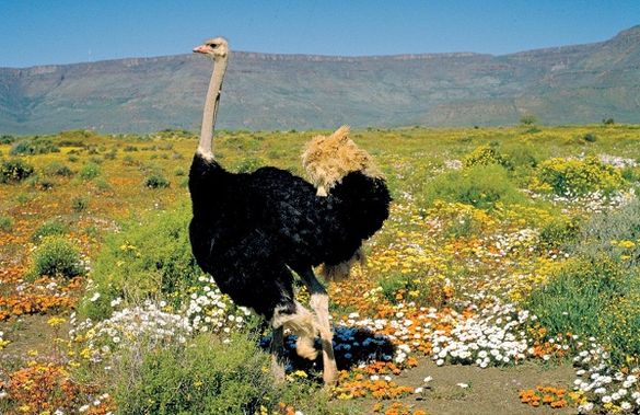 South African Ostrich