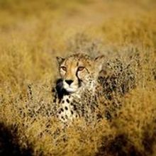 Cape Cheetah