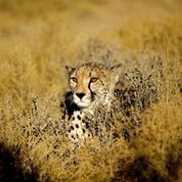 Cape Cheetah