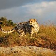 Cheetah at Reserve
