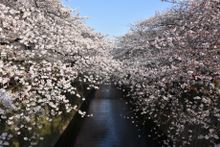 Meguro River Nakameguro