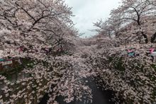 Meguro River 