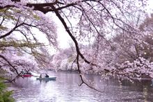Inokashira Park Cherry Blossoms