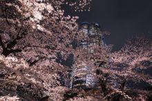 Roppongi Cherry Blossoms