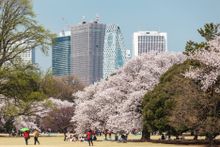 Shinjuku Gyoen Park 2
