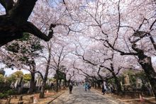 Cherry blossom in Yanaka-reien cemetary 02 