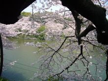 Chidorigafuchi Cherry Blossoms 03 