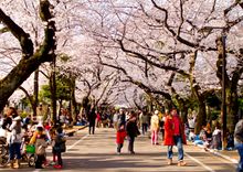 Cherry blossom in Yanaka-reien cemetary