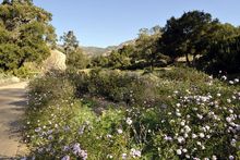 Santa Barbara Botanic Garden; Photo by Jay Sinclair