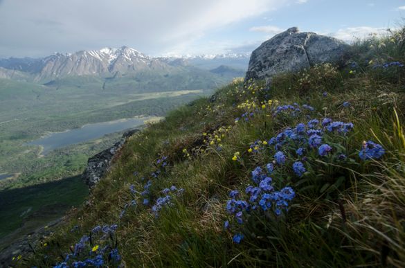 Kluane National Park-Mount Barker-Shorty Creek Trail