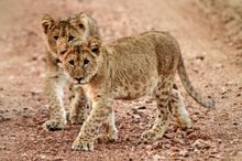 Baby cheetahs
