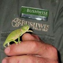 Bushwise guide with a funky chameleon