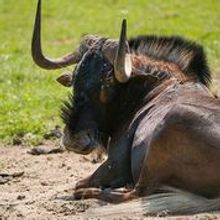 Balck Wilderbeest