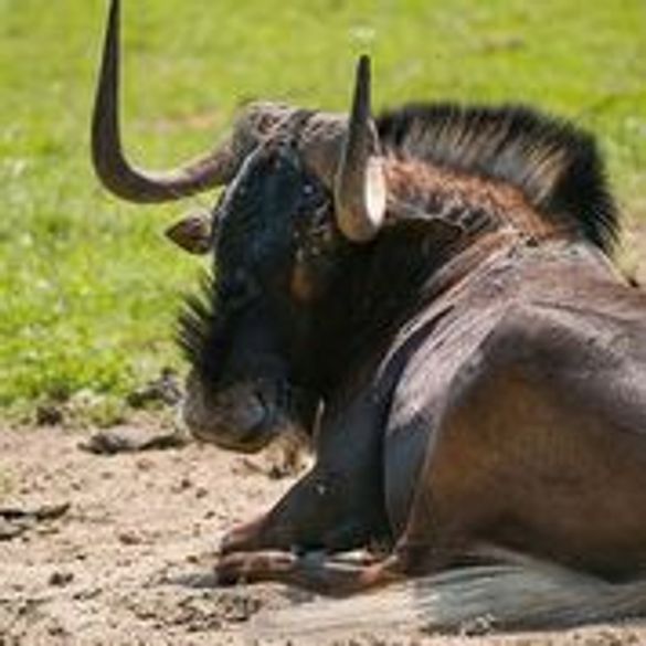 Balck Wilderbeest