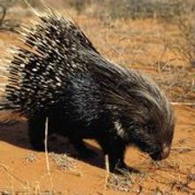 Porcupine