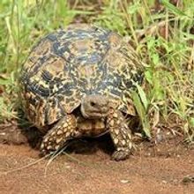 Leopard Tortoise