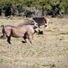 Warthog