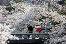 KAI Izumo - Hanami