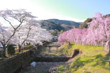 KAI Sengokuhara - Cherry Blossoms in the Miyagino Area