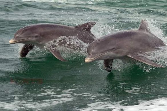 Bottlenose dolphins swim alongside The Tropics Boat Tours Dolphin Exploration Cruise Bottlenose dolphins swim alongside The Tropics Boat Tours Dolphin Exploration Cruise