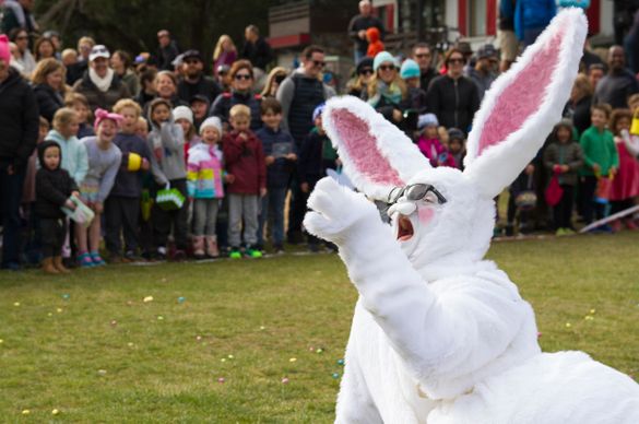 Thredbo Easter Bunny in action at Australia's highest Easter Egg Hunt!