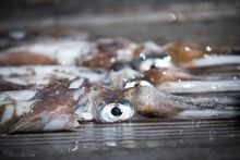 Squid caught off Busselton Jetty