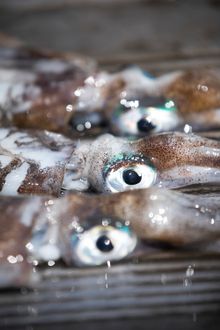 Squid caught off Busselton Jetty