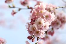 Blossom at Brogdale Farm - Brogdale Collections