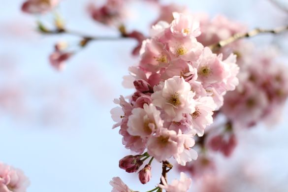 Blossom at Brogdale Farm - Brogdale Collections