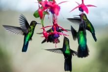 Hummingbirds