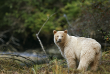 Kermode (Spirit) Bear, Great Bear Rainforest